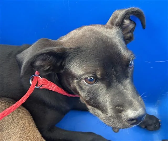 A baby large-sized female Mixed Breed dog named Ciara for adoption in Dallas, TX