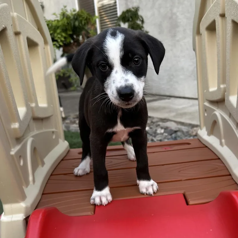 A baby medium-sized female Black Pit Bull Terrier dog named Mia for adoption in Sacramento, CA