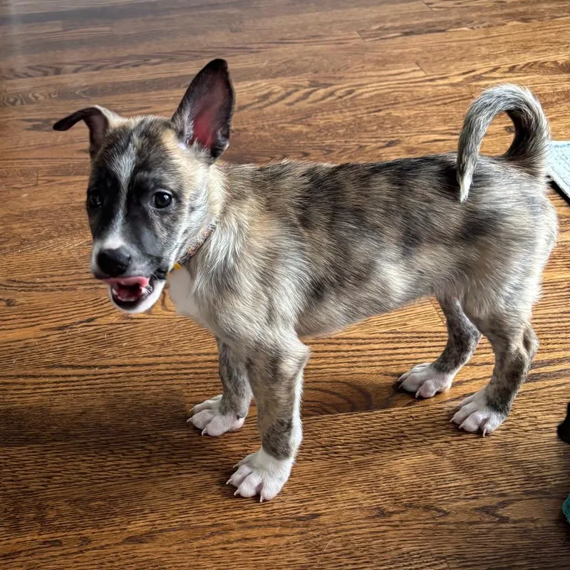 A baby medium-sized male Brindle Husky dog named Echo for adoption in Avon, OH