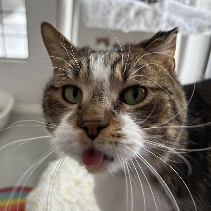 An adult medium-sized male Tabby (Buff / Tan / Fawn) Domestic Short Hair cat named Garth for adoption in Lansing, MI