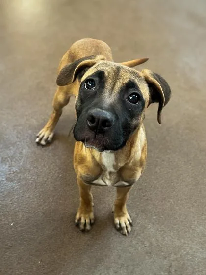 An adult medium-sized female Boxer dog named Zapata for adoption in Winfield, KS