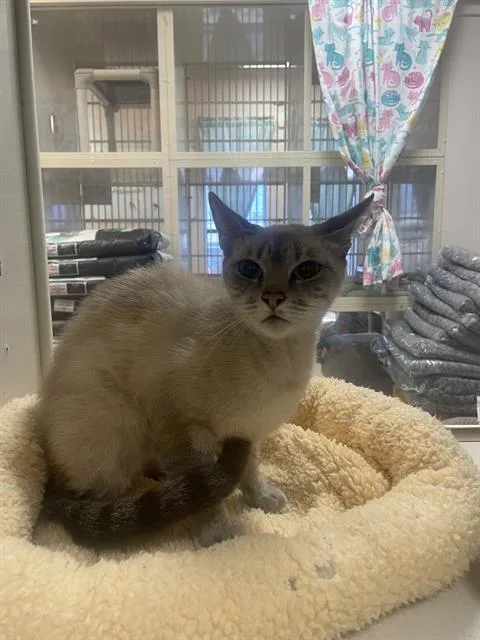 A young small-sized female Siamese cat named Snow White for adoption in Fairfield, CA