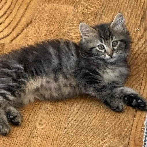 A baby medium-sized male Domestic Medium Hair cat named Crew for adoption in Candler, NC