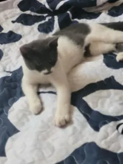 Miss Mustache thumbnail 2