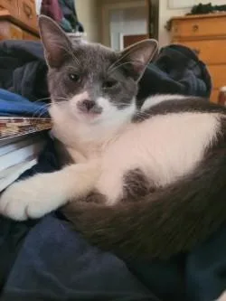 Miss Mustache thumbnail 3