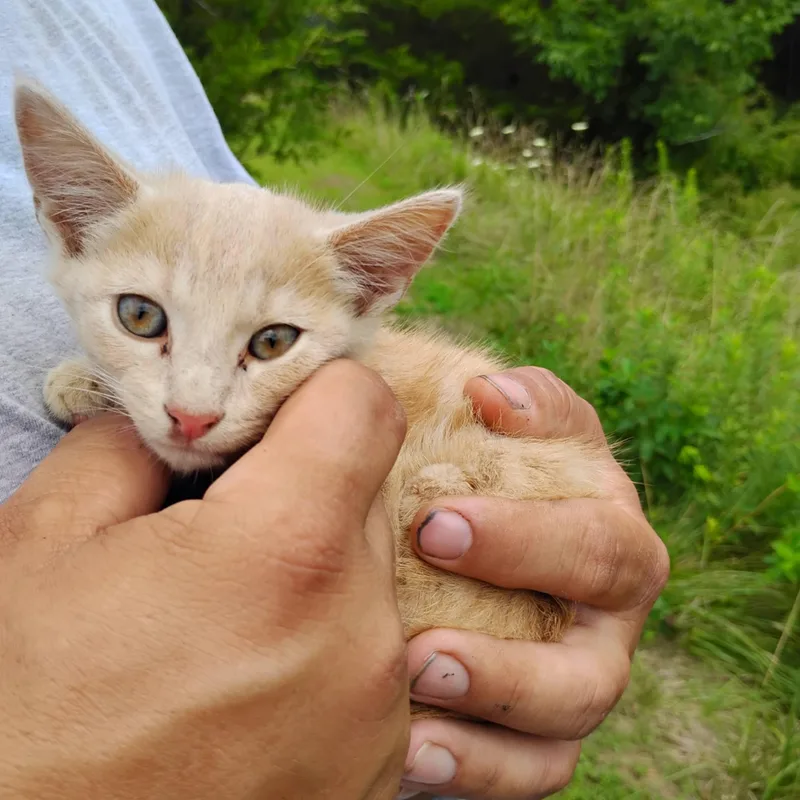 A baby small-sized male Domestic Short Hair cat named Sam for adoption in Mexico, MO
