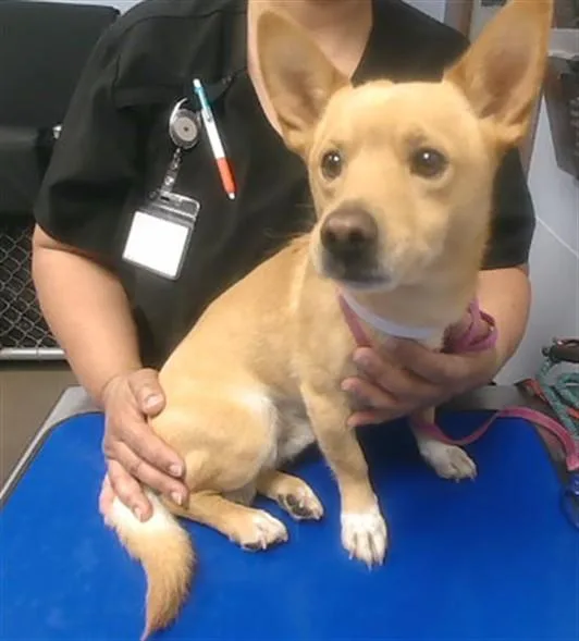An adult small-sized male Cardigan Welsh Corgi dog named Kingpin for adoption in Phoenix, AZ