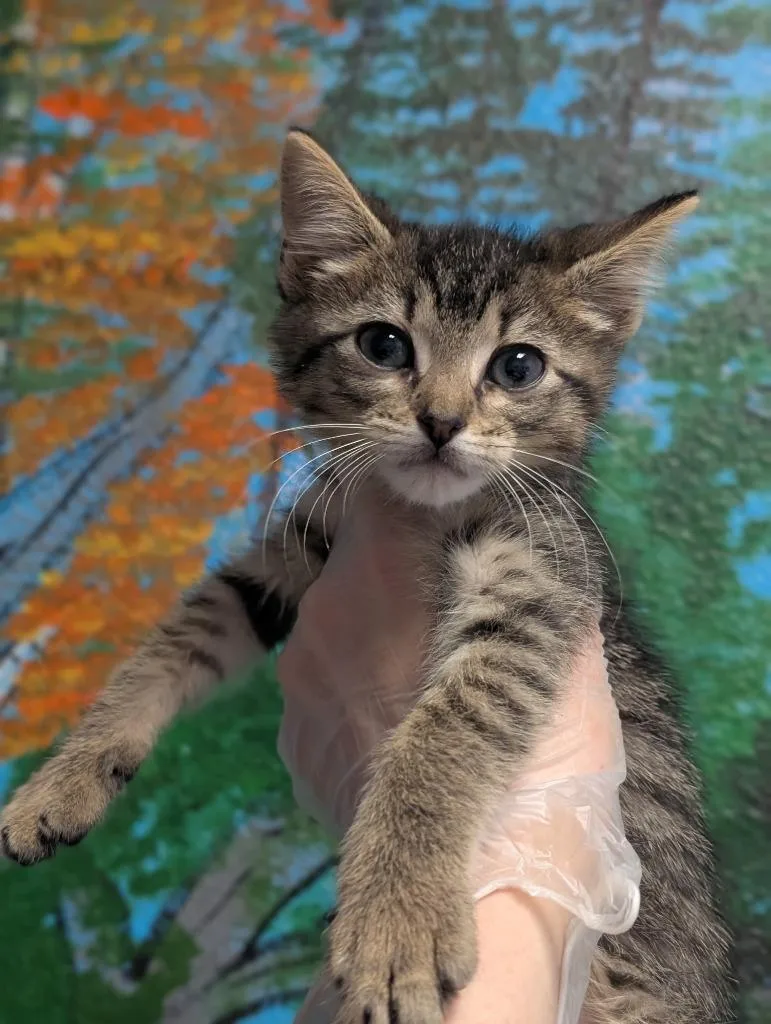 A baby small-sized male Domestic Short Hair cat named Mighty Mouse for adoption in New Braunfels, TX