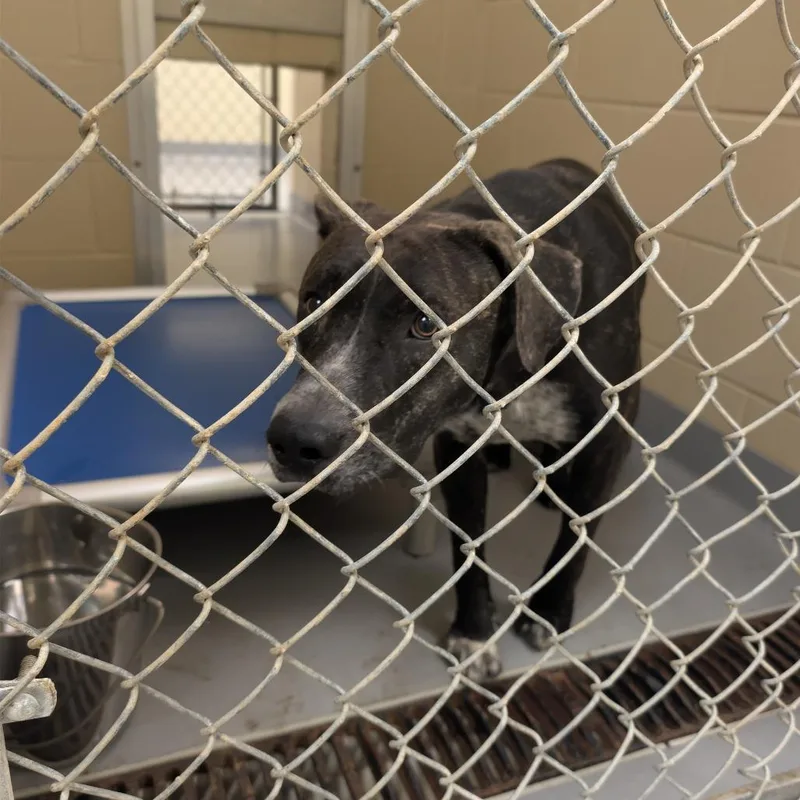 An adult medium-sized male Black Mixed Breed dog named StraystStreet for adoption in Columbus, GA