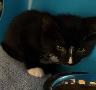 A baby medium-sized female Domestic Long Hair cat named Dorito for adoption in Windsor, CT