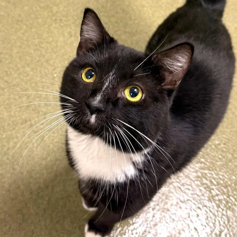 An adult medium-sized male Black Domestic Short Hair cat named Andrew for adoption in Harrisonburg, VA