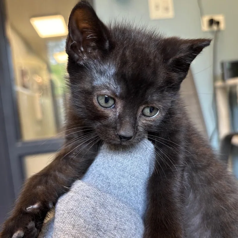 A baby small-sized male Black Domestic Short Hair cat named Arroyo for adoption in Naperville, IL