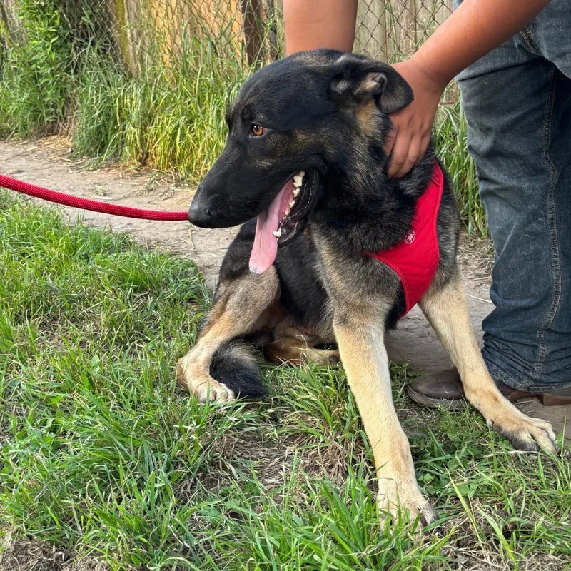 A young medium-sized male Bicolor German Shepherd Dog dog named Coffee for adoption in Manvel, TX