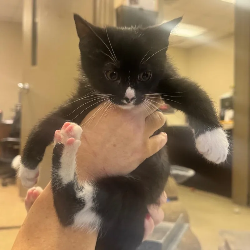 A baby small-sized male Black Domestic Short Hair cat named Milton for adoption in Birmingham, AL