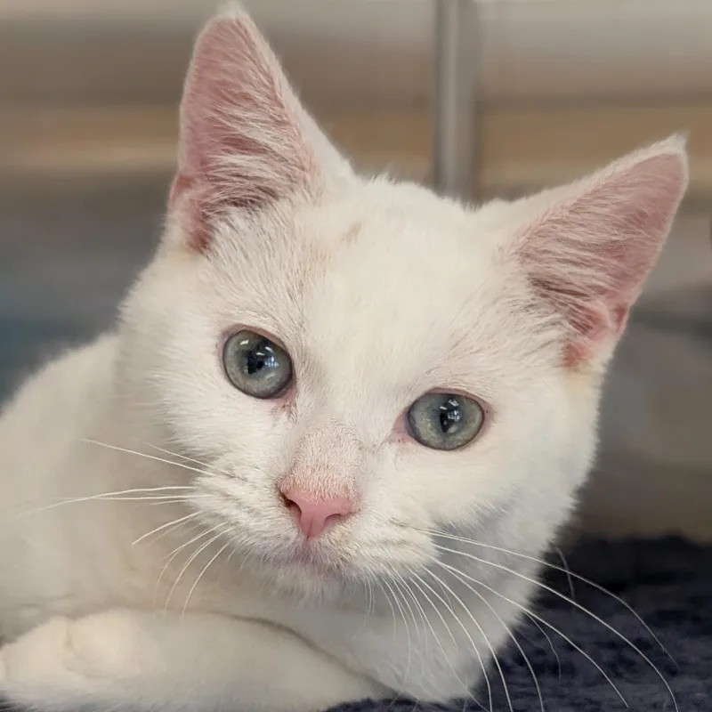 A baby medium-sized male Domestic Short Hair cat named Perry  Reduced Fee for adoption in Jefferson, WI