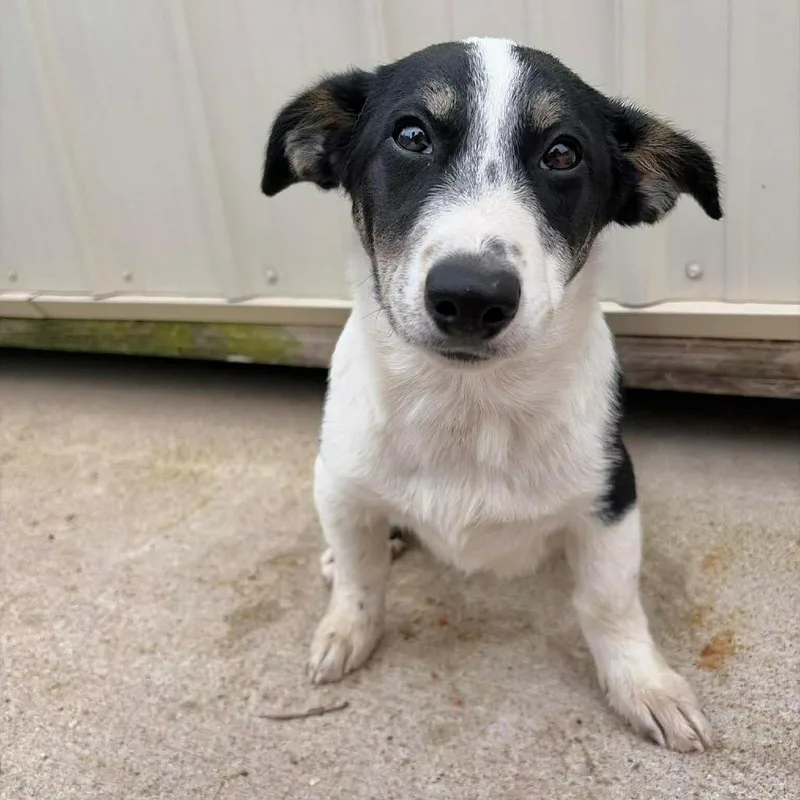 A baby medium-sized male Black Australian Shepherd dog named Memphis for adoption in Fredericksburg, TX