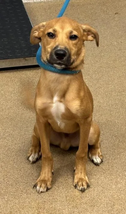 A baby small-sized male Mixed Breed dog named Emu for adoption in Chamblee, GA