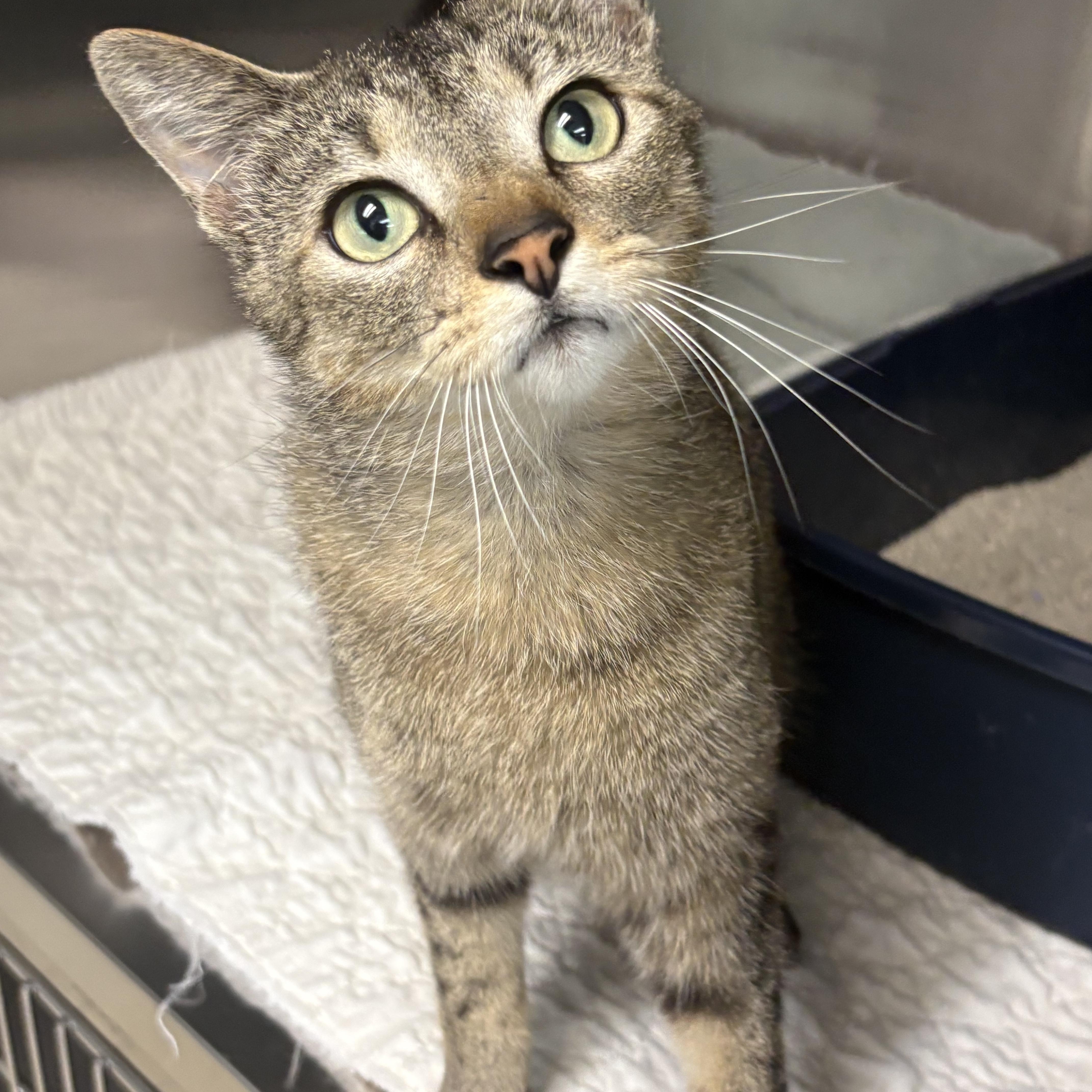 An adult medium-sized female Tabby (Brown / Chocolate) Domestic Short Hair cat named Joey for adoption in Godfrey, IL