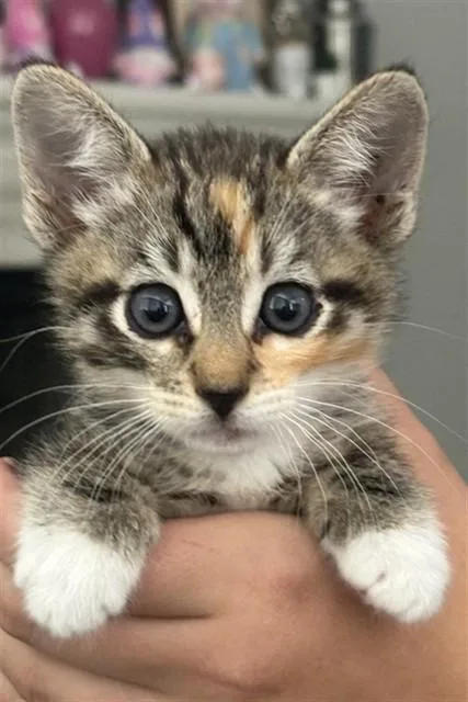 A baby small-sized female Domestic Short Hair cat named Lilly for adoption in San Bernardino, CA