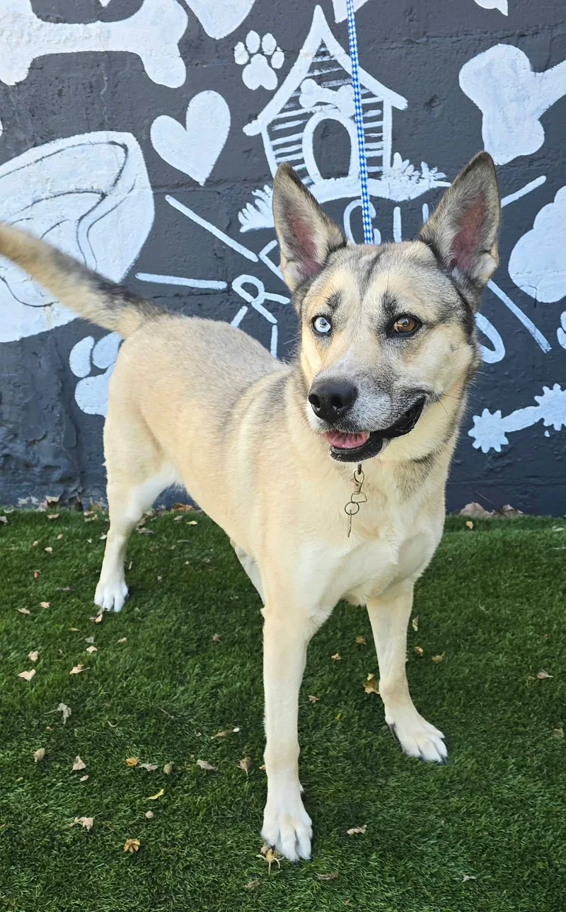 An adult large-sized female Husky dog named Sky for adoption in Newport, TN