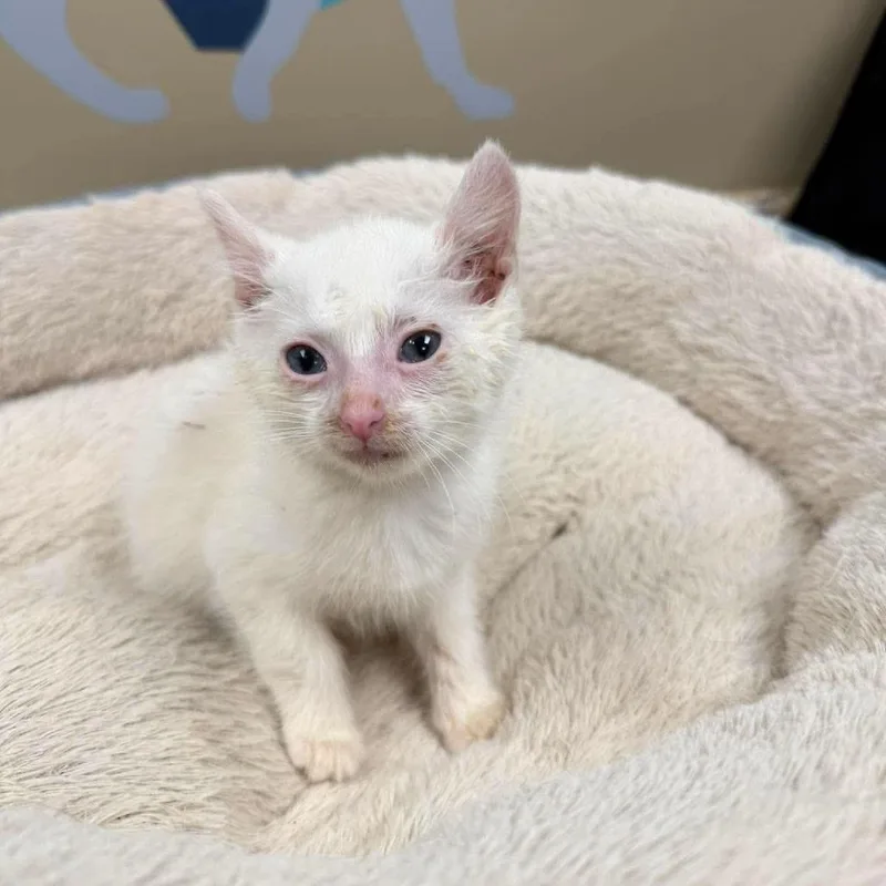 A baby small-sized male White Domestic Short Hair cat named Ghost In Manchester  for adoption in Alexandria, VA