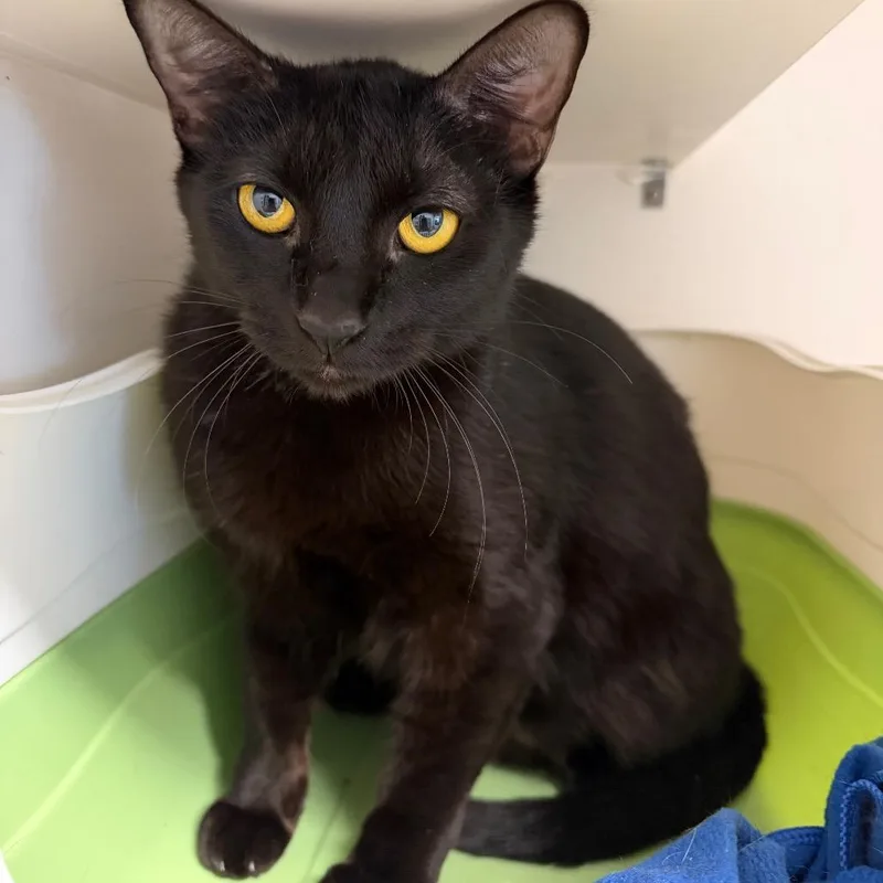 A young large-sized female Black Domestic Short Hair cat named Luna for adoption in Floresville, TX