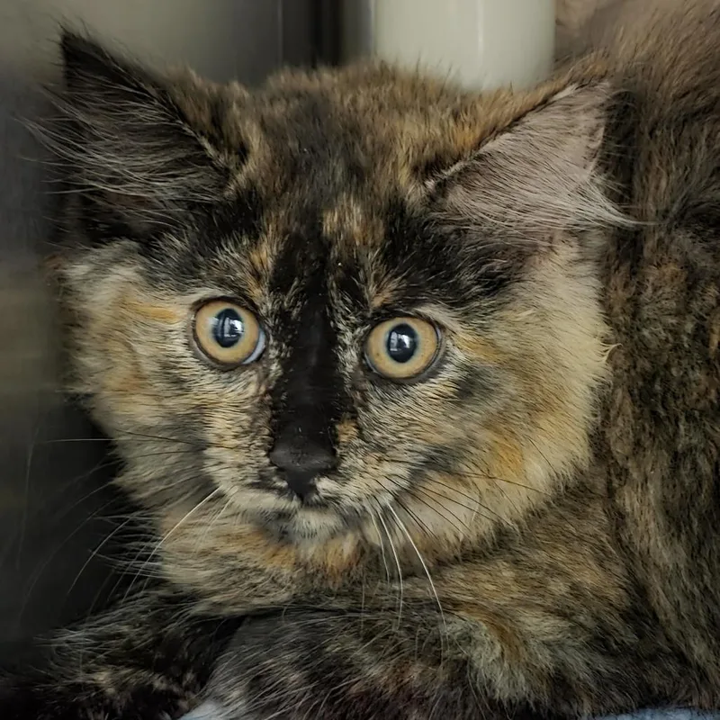 A baby small-sized female Black Domestic Long Hair cat named Lightning Bug for adoption in Kennebunk, ME