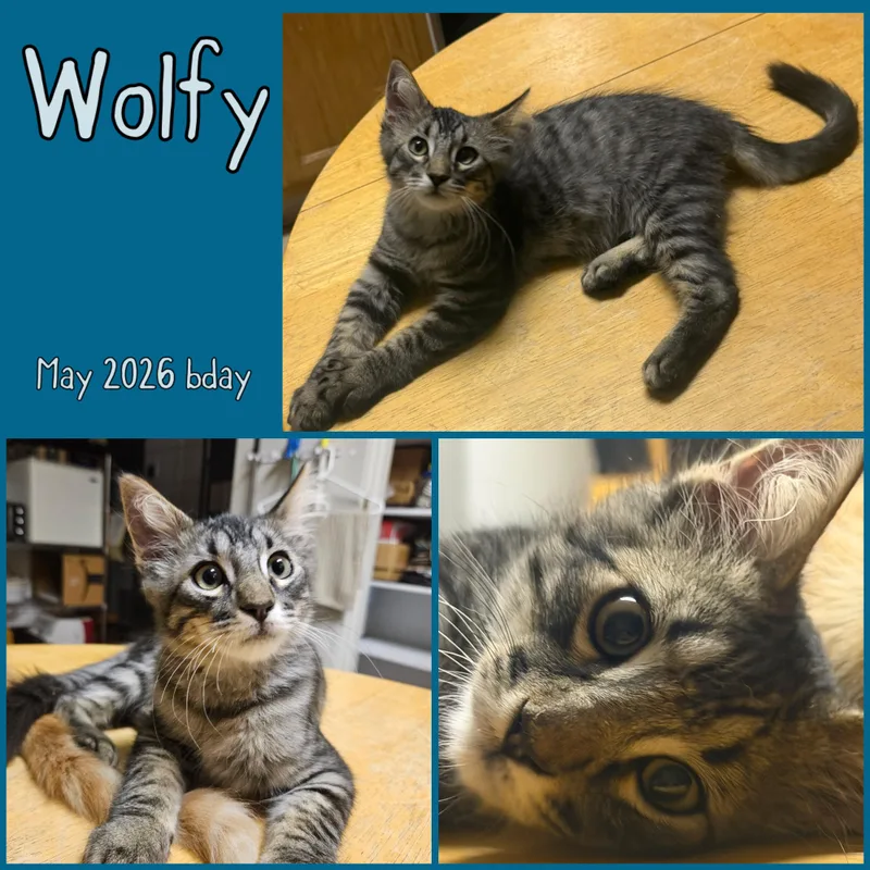 Wolfy