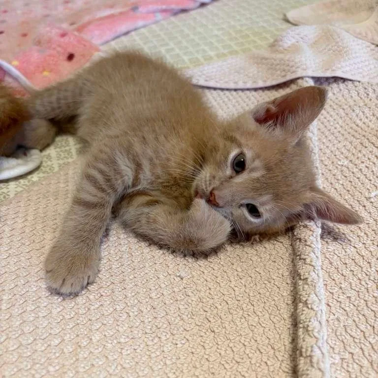 Remi And Lundi thumbnail 2