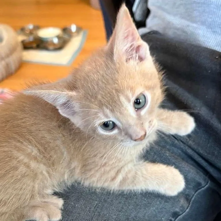 Remi And Lundi thumbnail 3