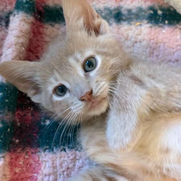 Remi And Lundi thumbnail 4