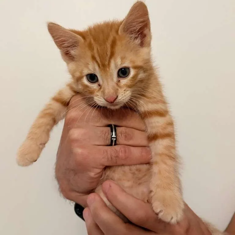 A baby medium-sized male Orange & White Domestic Short Hair cat named Remi And Lundi for adoption in Montclair, NJ