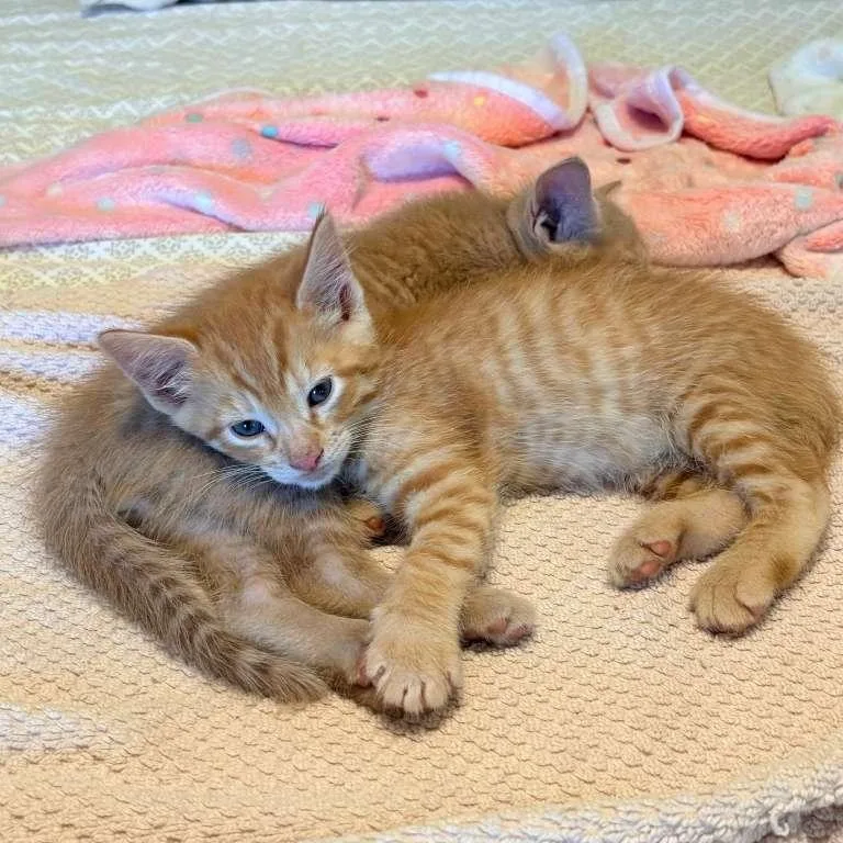 Remi And Lundi thumbnail 5