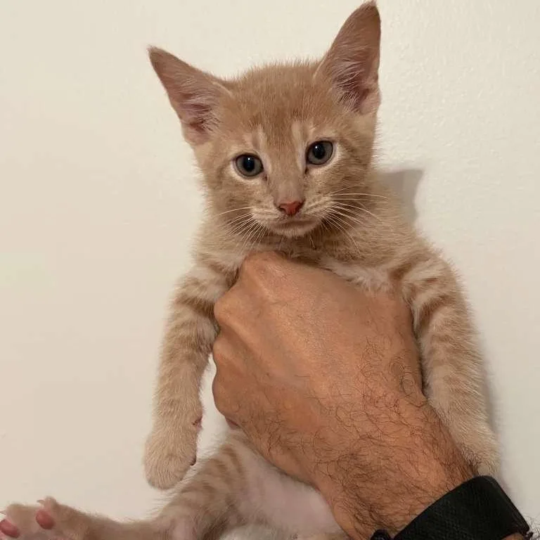 Remi And Lundi thumbnail 6