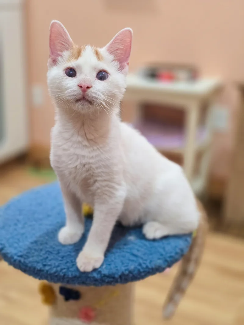 A baby medium-sized male Orange & White Domestic Short Hair cat named Ryland for adoption in Mullica Hill, NJ