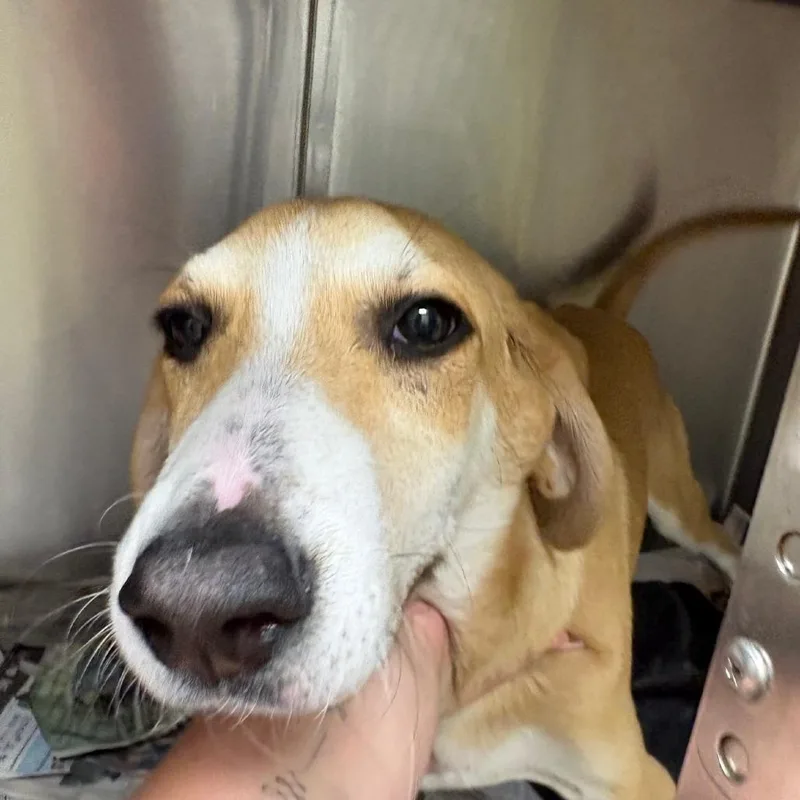 A baby medium-sized female Yellow / Tan / Blond / Fawn Labrador Retriever dog named Galaxy for adoption in West Point, MS