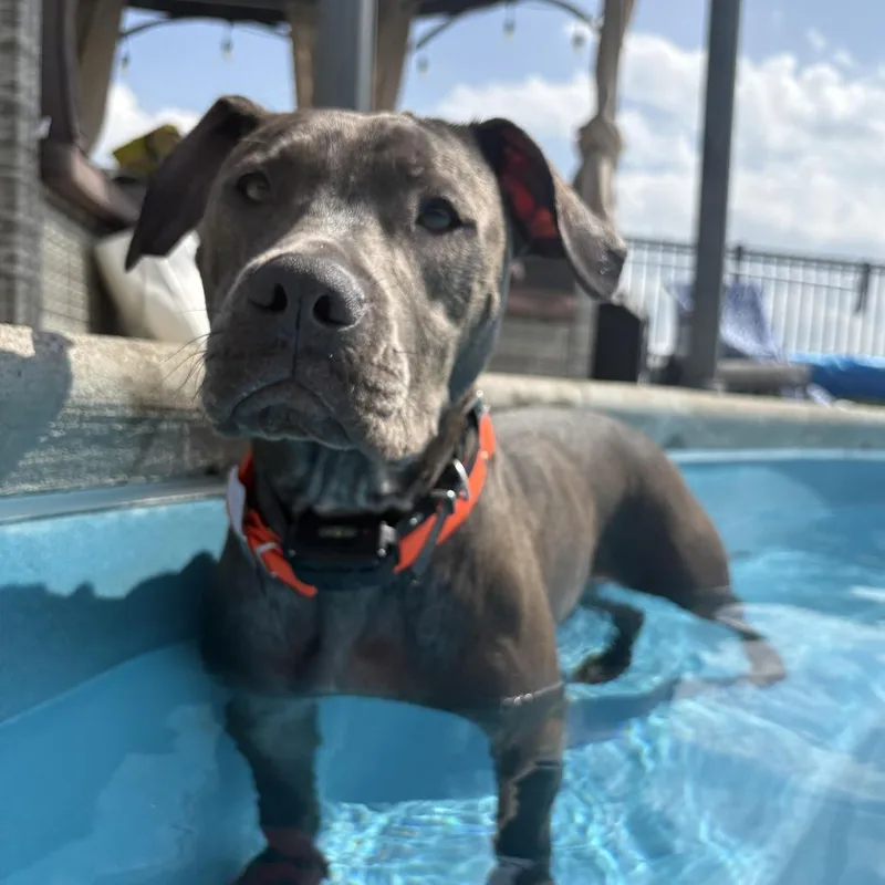 A young medium-sized male Gray / Blue / Silver Pit Bull Terrier dog named Coriander "Cori" for adoption in Attica, MI