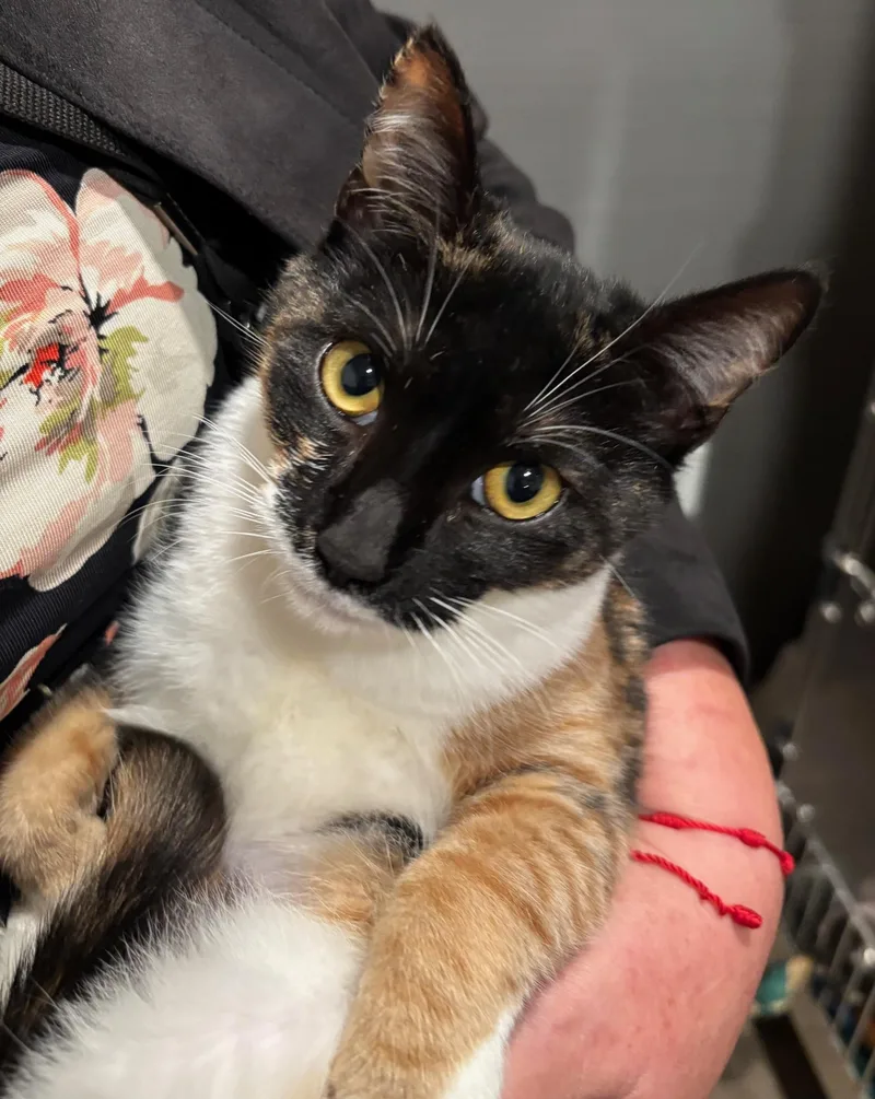 A young medium-sized female Torbie Domestic Short Hair cat named Frida Katlo for adoption in Raymond, WA
