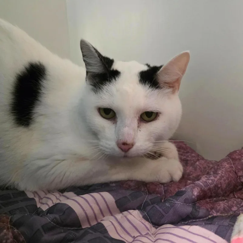 A senior medium-sized female Domestic Short Hair cat named Ellie for adoption in Oshkosh, WI