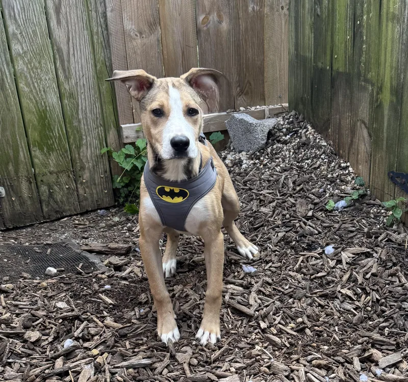 A baby medium-sized male Mixed Breed dog named Tommy for adoption in Ellicott City, MD