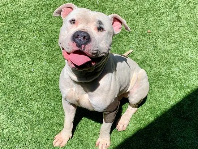 A young large-sized male Pit Bull Terrier dog named Carlos for adoption in Moreno Valley, CA