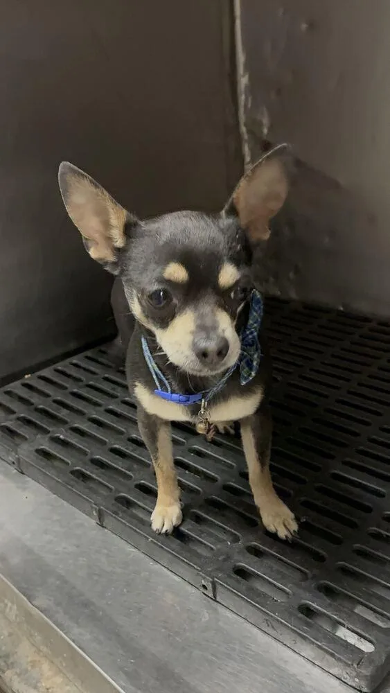 A senior small-sized male Chihuahua dog named Timber for adoption in Marietta, GA