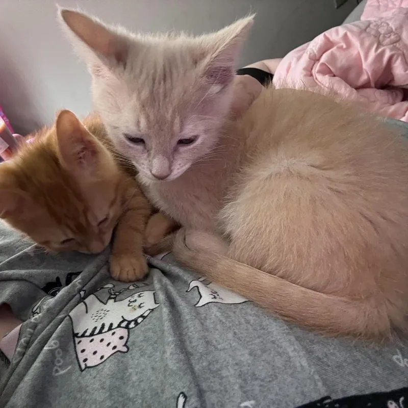A baby small-sized female Buff / Tan / Fawn Domestic Short Hair cat named Miney for adoption in Jarrettsville, MD