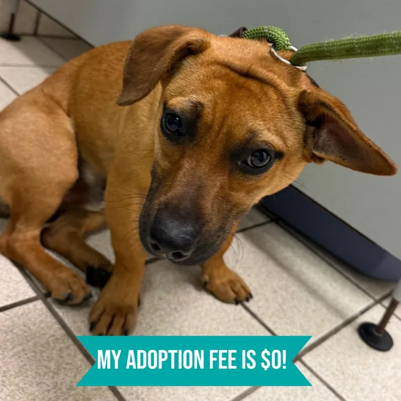 A young small-sized male Yellow / Tan / Blond / Fawn Mixed Breed dog named Doug for adoption in Springboro, OH