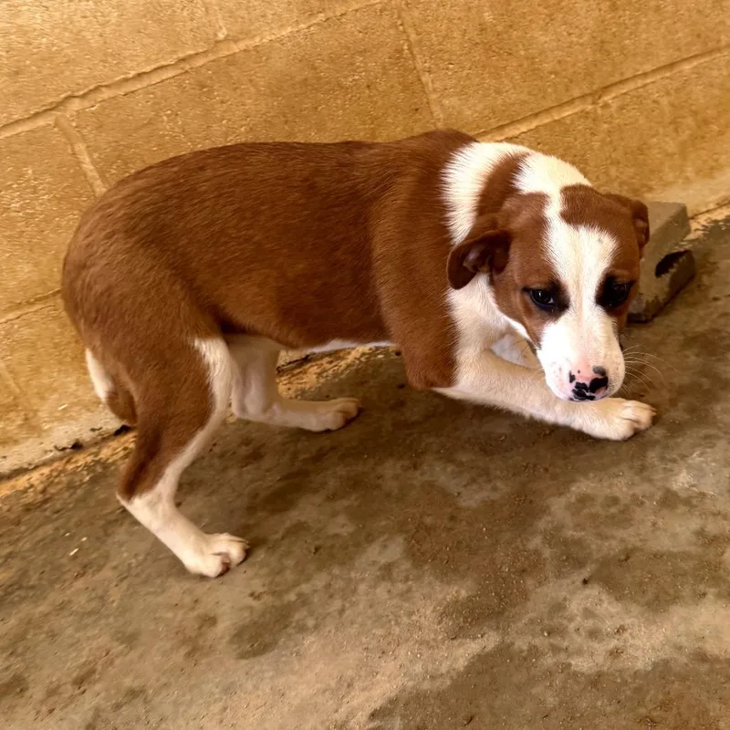A young medium-sized female Apricot / Beige Mixed Breed dog named Winnie for adoption in LOXAHATCHEE, FL