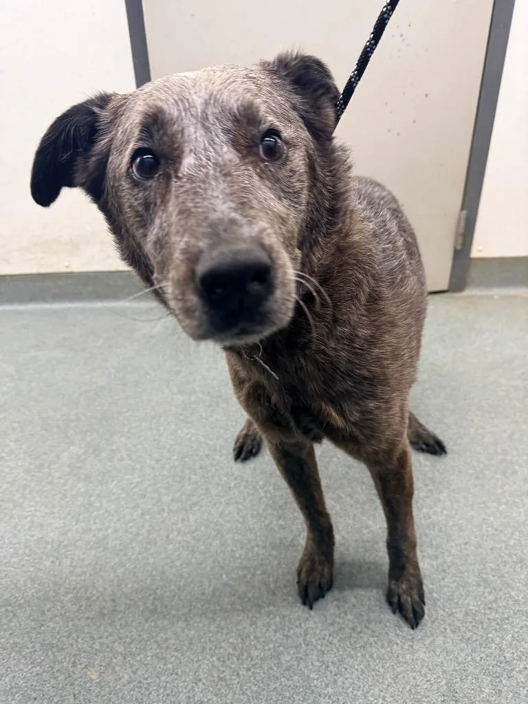 A baby large-sized male Australian Cattle Dog / Blue Heeler dog named Iroh for adoption in Sapulpa, OK