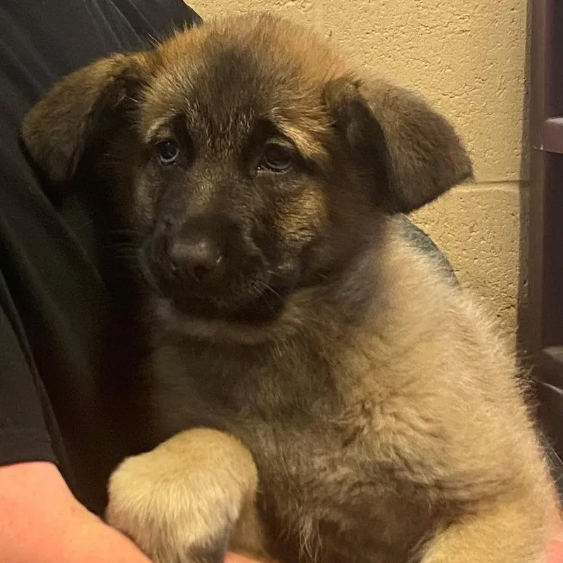 A baby large-sized female Sable German Shepherd Dog dog named Pattys Shep for adoption in Kittanning, PA