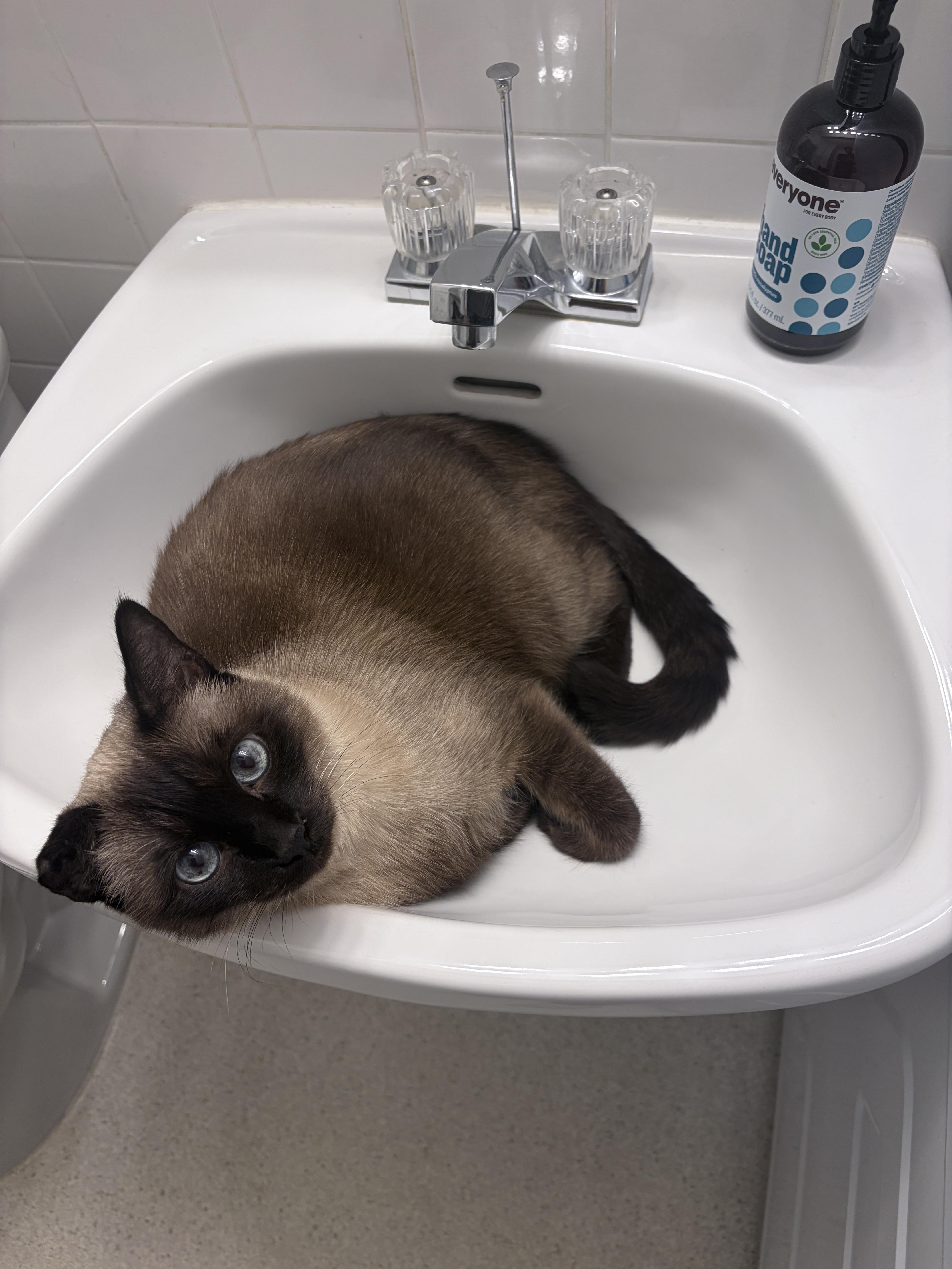 A senior large-sized male Domestic Short Hair cat named Smokie for adoption in Seattle, WA