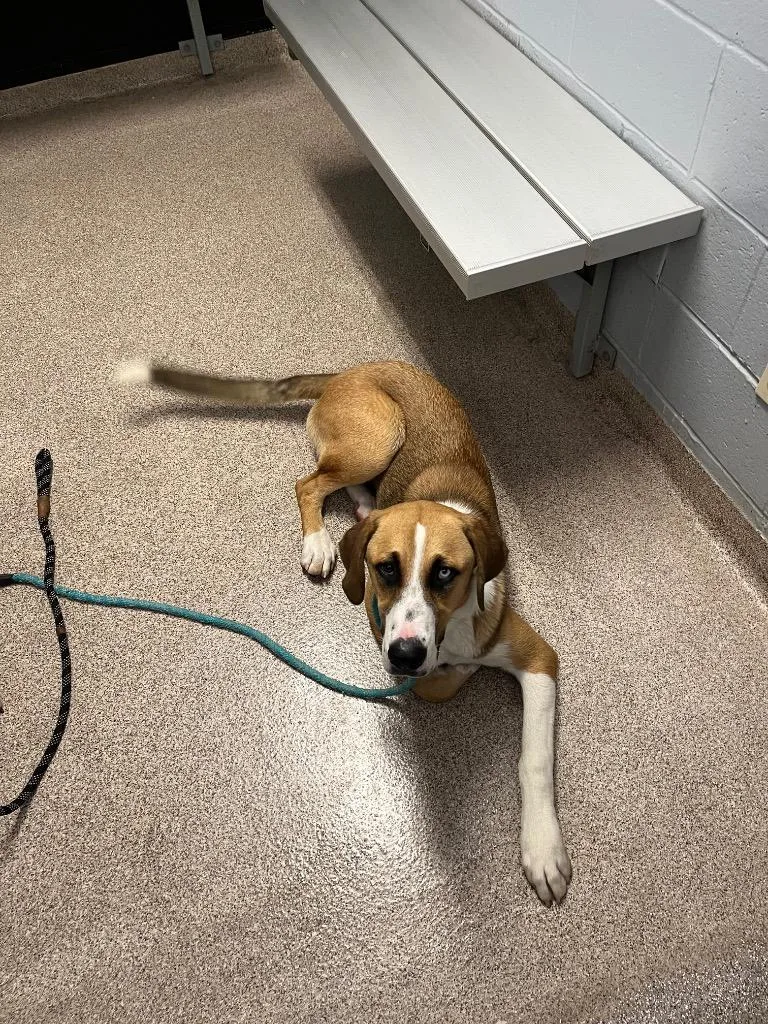 A baby large-sized female Mixed Breed dog named Pancake for adoption in Troy, OH