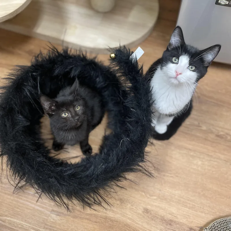 A baby medium-sized male Tuxedo cat named Macadamia for adoption in Hamilton, NJ